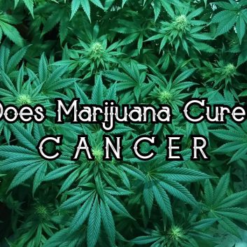 Does Marijuana Cure Cancer