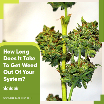 get weed out of your system