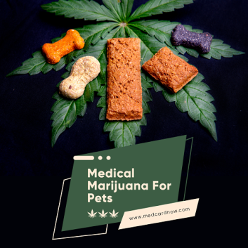 Medical marijuana for Pets