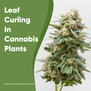 cannabis plant leaf curling