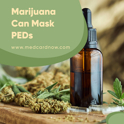 Can Marijuana Mask PEDs