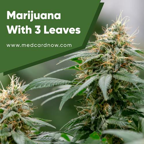 how many leaves does cannabis have