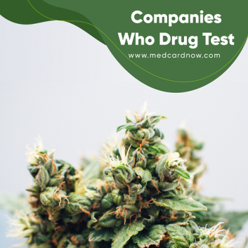 Most Companies who drug test